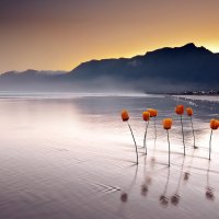 Water flowers protrude