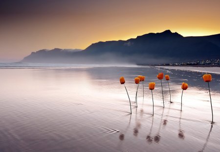 Water flowers protrude - flowers, protrude, water, tree