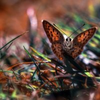 butterfly in the grass