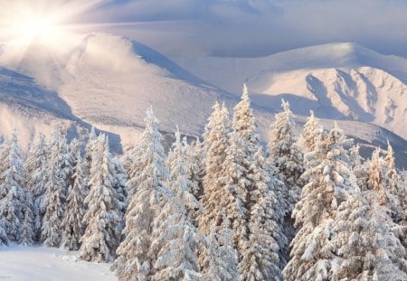 Winter Trees - forest, winter, landscape, sun, daylight, white, field, trees, nature, mountain, day, snow, cold