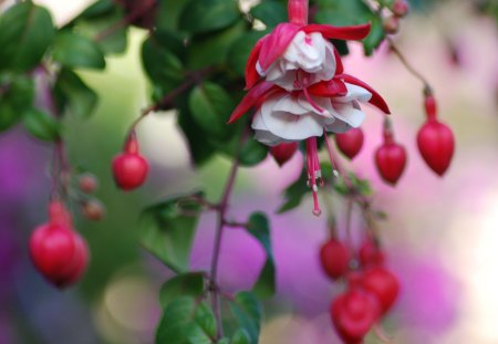 red flowers hanging - flowers, hanging, red, tree