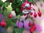 red flowers hanging