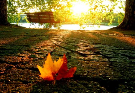 maple leaf - maple, leaf, tree, sun