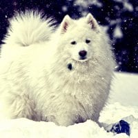 cute dog playing in the snow