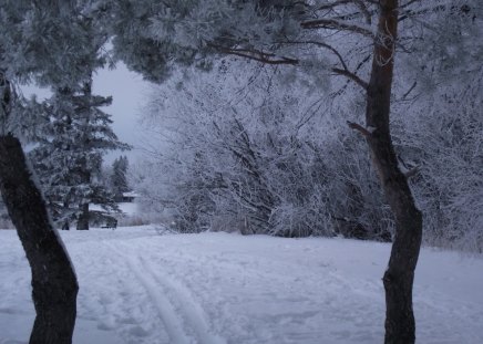 Hoar frost snow covered path - hoar frost, winter, nature, snowy, frosty, snow, frost