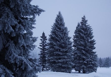 Wintery wonderland - winter, nature, amazing, beautiful, snowy, snow, frost