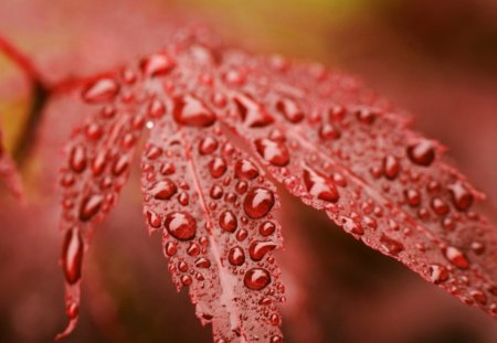 *** Macro...*** - wildlife, drops, leaf, macro, nature, color