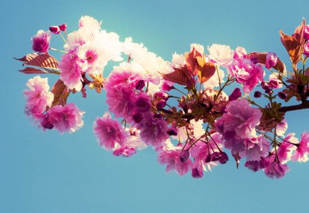 flowers - flowers, white, sky, red