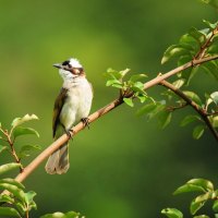 bird on branch