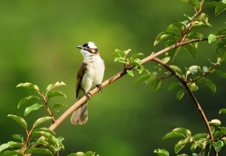 bird on branch - tree, bird, branch, green