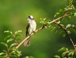 bird on branch