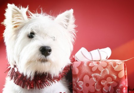 Adorable Dog - adorable, christmas, ribbon, dogs, magic, balls, hat, dog face, christmas dog, ball, red, magic christmas, animals, xmas, holiday, merry christmas, puppies, gift, lovely, colors, dog, happy, cute, beautiful, puppy, happy new year, holidays, eyes, white, box, bow, merry, gifts, new year, paws, face, pretty, beauty, sweet