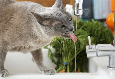 Cat - cat, animal, water, green