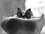 Hand and butterfly