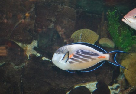 Tropical Fish - shiny, photography, aquarium, silver with blue stripes, fish