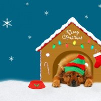 Kate,Net,Christmas,Dog