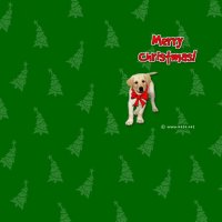 Kate,Net,Christmas,Dog