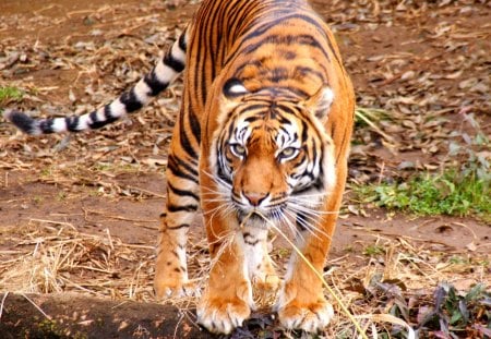 WILD BEAUTY - beauty, predator, stripes, tiger, siberian