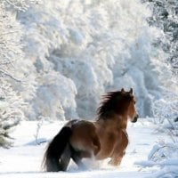 gallop in the snow