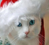 Christmas kitten with blue eyes