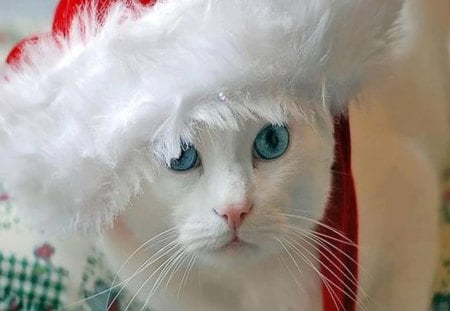 Christmas kitten with blue eyes - christmas, with, kitten, blue, eyes