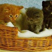 Three kittens in a basket