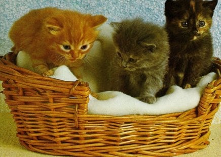 Three kittens in a basket - paws, kittens, feline, basket, blanklet, cute