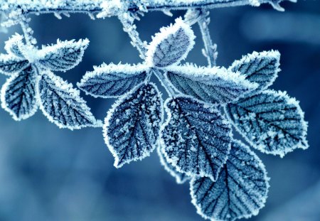 Frozen Leaves - leafs, frozen, winter, nature, blue, beautiful, leaves