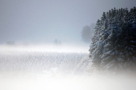 Winter forest - north, ice, winter, cold, snow, siberia, forest