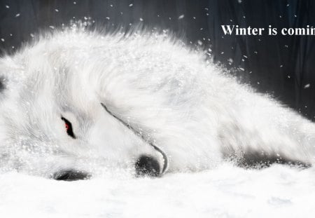 Wolf - animal, white, winter, wolf