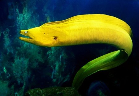 Green Machine - sea life, eel, aquarium, water, green, fish