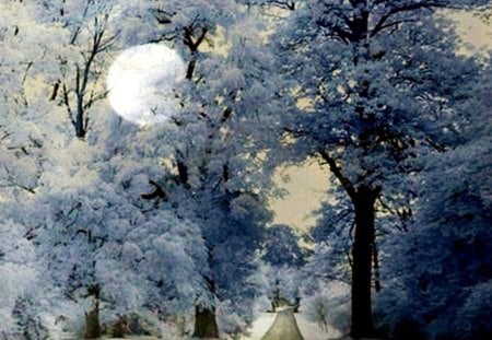 Winter Quiet - moon, trees, white, winter, blue, road, snow, country