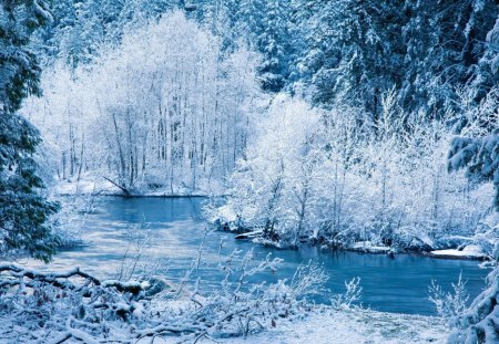 'Amazing Scenery of Winter' - attractions in dreams, scenery, creative pre-made, amazing, dry trees, snow, forests, trees, winter, beautiful, photography, colors, lovely, xmas and new year, wonderful, frozen, nature, white trees, love four seasons