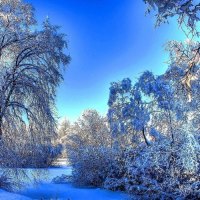 'Splendor River in Forest'