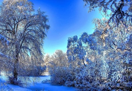 'Splendor River in Forest' - frosty, trees, peaceful, photography, colorful, creative pre-made, white, calm, dry trees, white trees, view, rivers, icy, frozen, grass, shrubs, landscapes, ice, attractions in dreams, xmas and new year, forests, winter, nature, love four seasons, covered, blue, snow, beautiful, scenery, splendor, colors