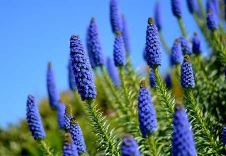 Blue - nature, pretty, blue, color, flower