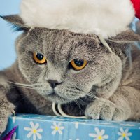 Christmas Kitty