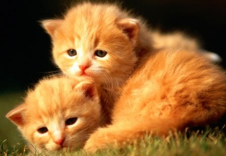 little gingers