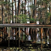 dock reflections in the bayou