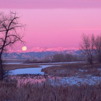 swamp in winter under a moon