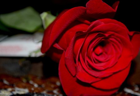 RED ROSE - flower, petals, rose, close-up