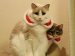 Christmas Cats