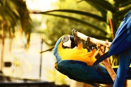 South American Macaw - hanging, playful, bird, colourful