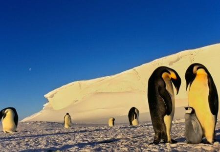 Antarctic love - wallpaper, winter, cute, animals, love, penguins, hd, antarctic, nature, birds, snow, cold