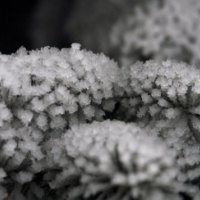 Macro frost