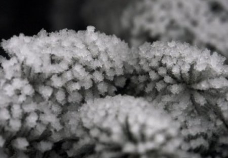 Macro frost - ice, photography, winter, wallpaper, black and white, nature, iceflowers, hd, macro, cold, frost, frozen