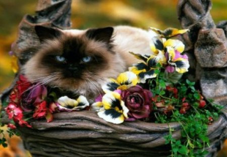 Just Resting - fur, nose, cat, eyes, animals, basket, nature, pansy, tan, blue, leaves, flowers