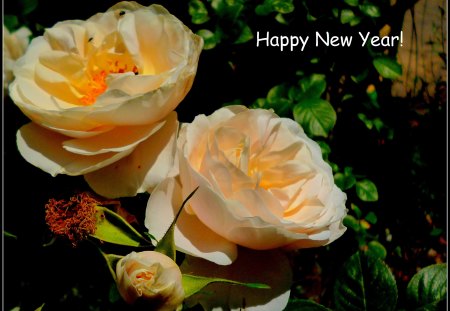 Happy New Year - two, yellow, roses, greeting, card, orange