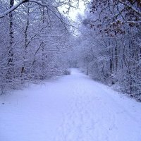 WINTER FOREST