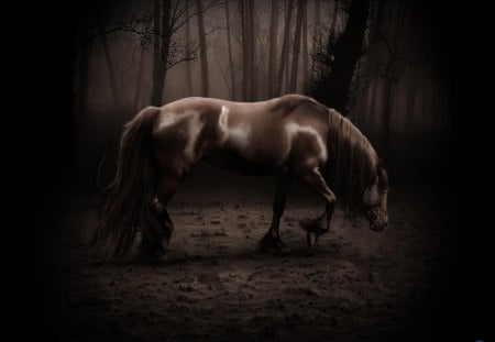 dark Horse - grass, forest, horse, dark